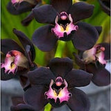 Orchid Seeds Black (15 per pack)