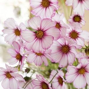 50+ seeds Elegant unique cottage Garden flower Heirloom Cosmos Seeds - white w cherry