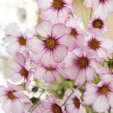 50+ seeds Elegant unique cottage Garden flower Heirloom Cosmos Seeds - white w cherry