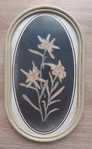 Real Edelweiss Wall Decor Dried Leontopodium  Alpinum Framed 1960's