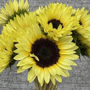 Pale yellow Sunflower seeds for planting - Limoncello