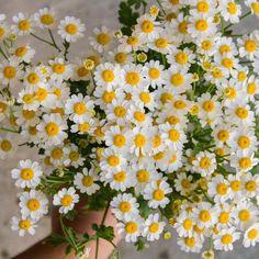 Matricaria - Vegmo Single Flower Delivery