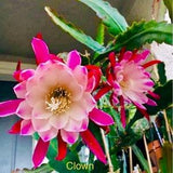 1 cutting/ leaf/ stem Rare CLOWN Epiphyllum Orchid Cactus 6-8???