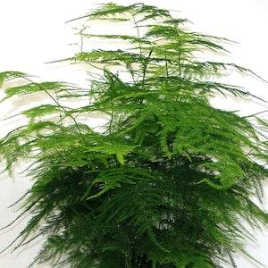 Asparagus plumosus Nanum 15 seeds