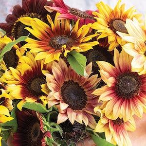 15+ seeds / Daydream Mixture Sunflower / Flower Seeds / Branching Sunflower  / New Long-Blooming Mix / (#81)