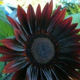 Chocolate cherry sunflower 1oz of seeds 750