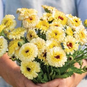 Calendula Seed- Ivory Princess