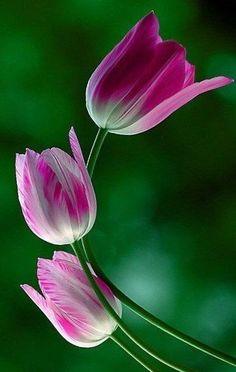touchn2btouched Flower Delivery
