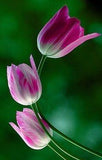 touchn2btouched Flower Delivery