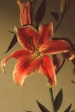 35 MM Color Slides Pro Photo Abstract Art Lily Flower Plant Close up 1985 #32