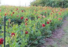 How to Grow Dahlias - Floret Flowers Flower Delivery