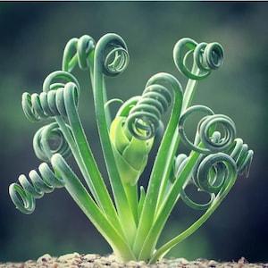 Rare Exotic Albuca Spiralis Frizzle Sizzle Plant Seeds