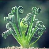Rare Exotic Albuca Spiralis Frizzle Sizzle Plant Seeds