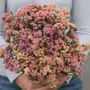 50 QIS Apricot Statice Seeds / Limonium Sinuatum / Rat Tails / Bouquet Flower / Cut Flowers / Wildflowers / English Garden / Cottage Flower