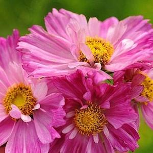 Rosetta Cosmos | 25 Seeds | Cosmos Bipinnatus  | Annual | Attracts Pollinators | 36" Tall |  75 - 90 Days | Colour - Pink | Open Pollinated