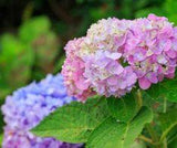 The Magical and Metaphysical Properties of Flowers Flower Delivery