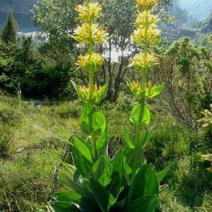 GOLDEN YELLOW GENTIAN Lutea Gentiana Tall Easy To Grow! Unique Rare 10 Seeds