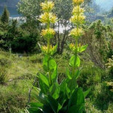 GOLDEN YELLOW GENTIAN Lutea Gentiana Tall Easy To Grow! Unique Rare 10 Seeds