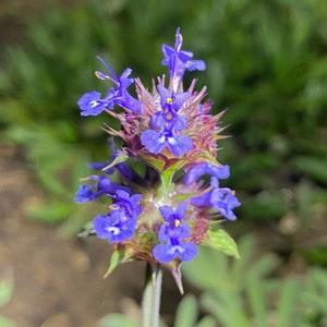 Golden Chia | Salvia Columbariae seeds