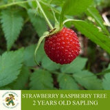 Strawberry Raspberry Tree, Grafted Ready To Plant, With Tuberous Soil, 2 Years Old Plenty of Fruit Raspberry Tree for Pot and Garden