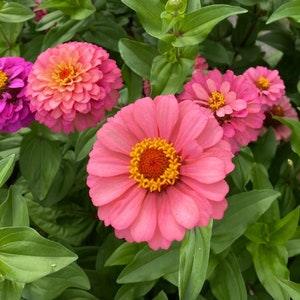 30 lovely Zinnias Rose Elegans seeds