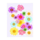 20 Pcs Dried Flower Mixed Resin Crafts Pressed Flowers Dry Florals Flat