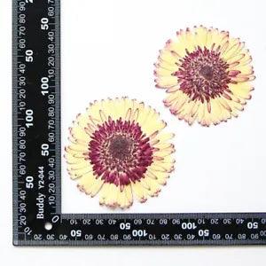 2PCS Real Pressed Dry daisy Flower, Large yellow Flower Head for art FSS26 #7