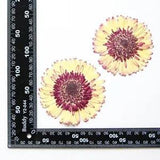 2PCS Real Pressed Dry daisy Flower, Large yellow Flower Head for art FSS26 #7
