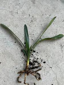 1 Clivia Miniata Bush Lily Yellow flowers Bare Root Ready To Plant