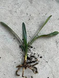 1 Clivia Miniata Bush Lily Yellow flowers Bare Root Ready To Plant