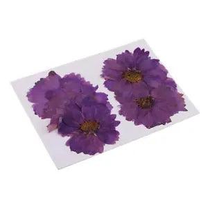 20 Pcs  Dried Coreopsis Flowers for DIY Scrapbooking Crafts