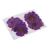 20 Pcs  Dried Coreopsis Flowers for DIY Scrapbooking Crafts