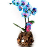 Orchid Seeds turquois (15 per pack)