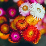 Flower - ?Helichrysum Straw Flower SWISS GIANT MIX - 500 Quality Seeds