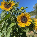 Muti-color Assorted Sunflower Seeds - Decorative Sunflowers - 60+ Seeds