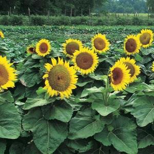 Dwarf Sunspot Sunflower - 25/50/100/200 Seeds - Helianthus annuus - Open-Pollinated, Non-Hybrid & Non-GMO - Heirloom Canada Flower Seeds