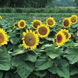 Dwarf Sunspot Sunflower - 25/50/100/200 Seeds - Helianthus annuus - Open-Pollinated, Non-Hybrid & Non-GMO - Heirloom Canada Flower Seeds