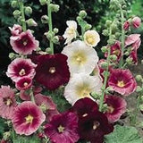 Hollyhock SEEDS cottage garden attracts Butterflies Bees Birds Pollinators Feed native birds Urban Food forest/garden