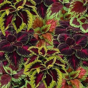 50 Pcs   Coleus Ornamental Plant Seeds-SOLENOSTEMON SCUTELLARIOIDES-Beautiful for Home and Garden-Wizard Series/  (P025 )
