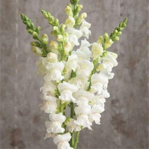 50+ Snapdragon Snowy White Flower Seeds / Cottage Garden Flower / Antirrhinum majus / (GN7)