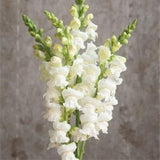 50+ Snapdragon Snowy White Flower Seeds / Cottage Garden Flower / Antirrhinum majus / (GN7)