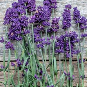 Lavance Deep Purple Lavender - 8/15 Seeds - Lavandula angustifolia - Open-Pollinated, Non-Hybrid & Non-GMO - Heirloom Canada Flower Seeds