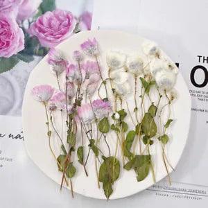 6PCS real Pressed Flower, pink white natural color flower with leaves stem FHT09