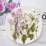 6PCS real Pressed Flower, pink white natural color flower with leaves stem FHT09