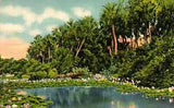 Postcard water lilies in tropical Florida