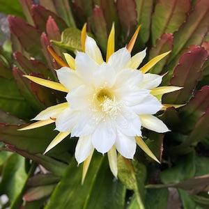 Epiphyllum Calisto