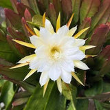 Epiphyllum Calisto