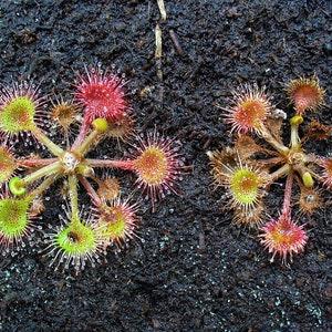 ROUND-LEAVED SUNDEW Drosera rotundifolia Carnivorous 10 Seeds