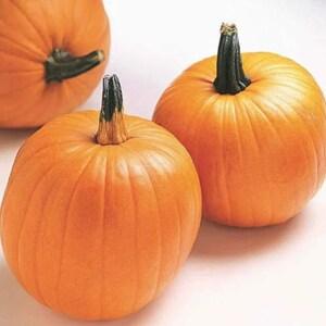 Jack O'Lantern Pumpkin -  5 Seeds