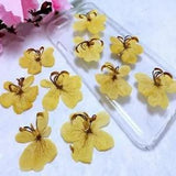 Dried Flowers Pressed Flowers DIY Decoration Jewellery Craft Home...